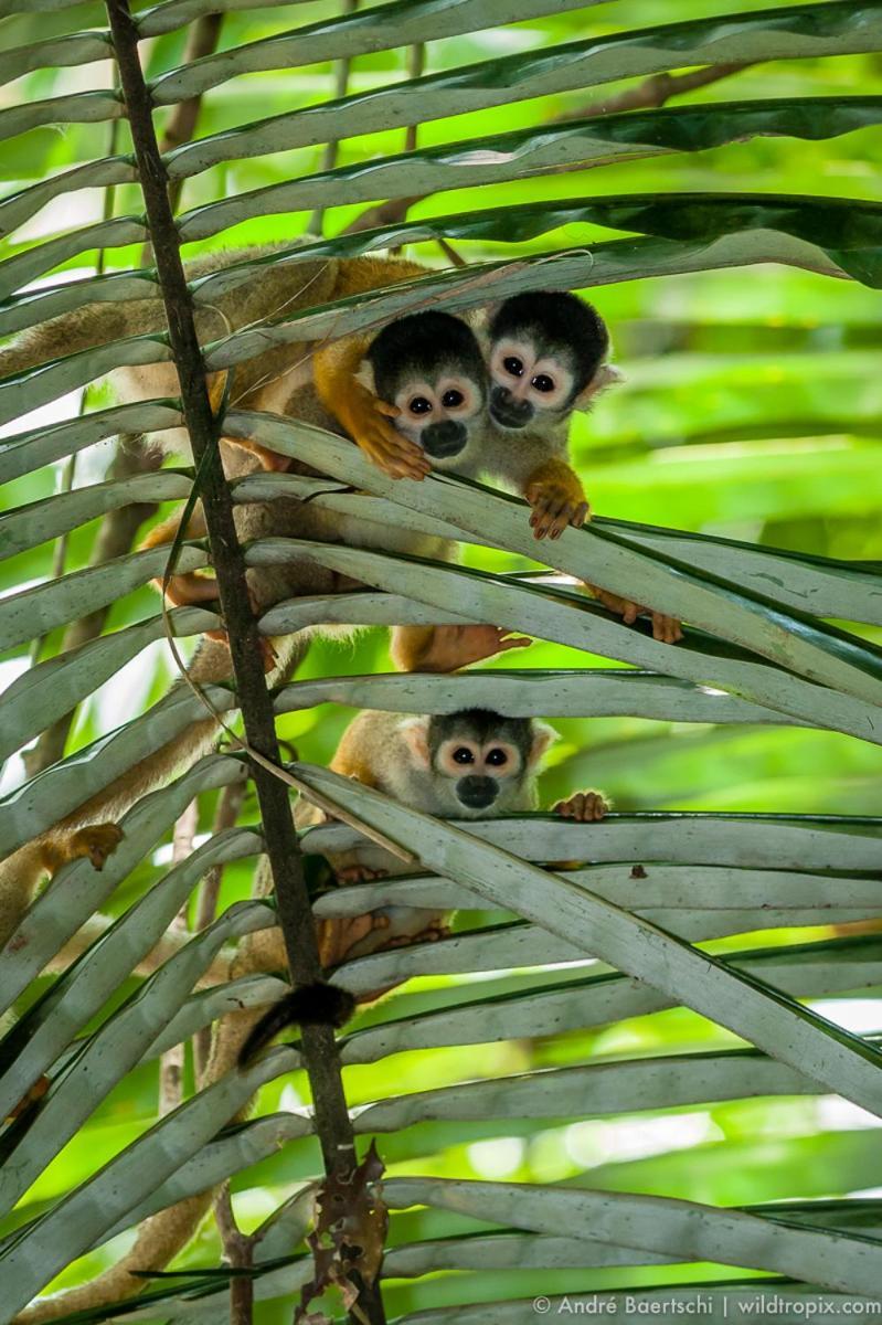 Casa Amazonas Villa Puerto Maldonado Eksteriør billede